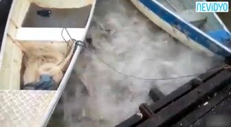 Binlerce Piranadan Korkunç Saldırı