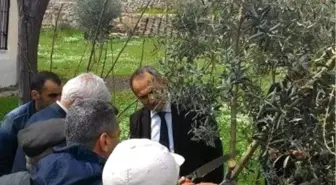 Didim Kaymakamı Yönden Zeytin Budama Kursunu Ziyaret Etti