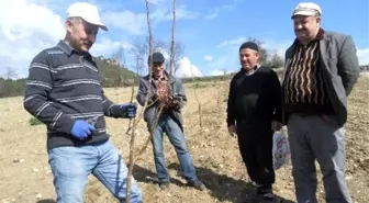 Niksar'da Cevizde Budama ve Aşı Kursu Verildi