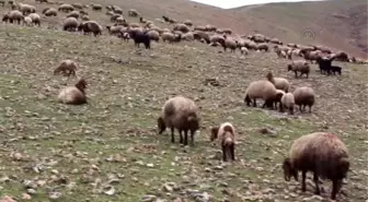 Çobanlardan Silah Bırakma Çağrısına Destek