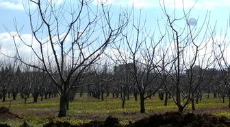 Ağaçlarda Verimin Artması İçin İlkbahar Başlangıcında Bakım Yapılıyor