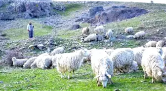 Ankara Birlik Kuzuların Sesi Olacak