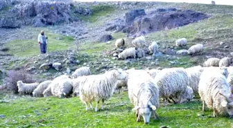 Ankara Birlik Kuzuların Sesi Olacak