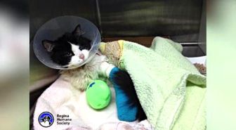 Donations Pour In For Rescued Cat Named 'Bruce Almighty'