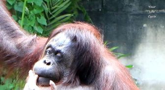 Bu Orangutan'ın Yemek Yeme Alışkanlığı Başka