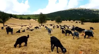 Doğaseverler Göç Yolunda Yürüyecekler