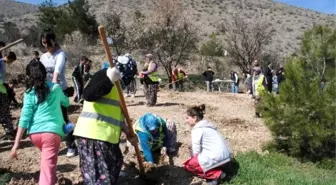 Amasya Belediyesi'nden 500 Fidan