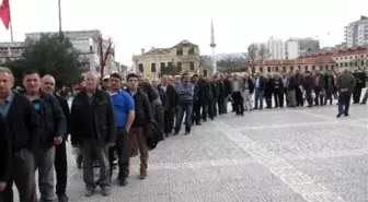 Samsun'da 2 Bin Fıstık Çamı Fidanı Dağıtıldı