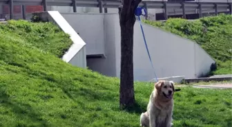 Oğlunu Köpekten Korumak İsteyen Polis Kolunu Kırdı