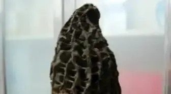 Mantarın Kilosu 100 Liradan Satılıyor