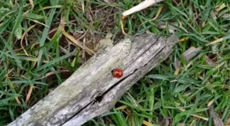 Uğur Böcekleri Doğayı Koruyor