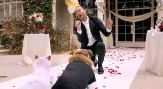 John Legend Performs Dog Wedding In Hilarious Video