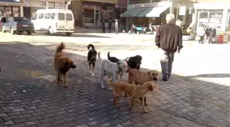 Erfelek'te Başıboş Köpek Tedirginliği