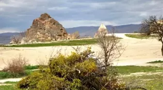 Göreme'de Ökse Otuna Karşı Mücadele