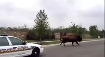 Police Pursue Escaped Bison İn Chase Caught On Video