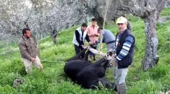 Karasaban Hala Köylünün Vazgeçilmezi