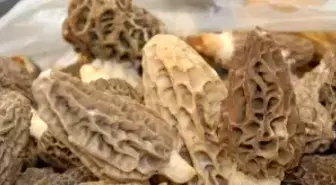 Fethiye'de Kuzugöbeği Festivali Coşkusu