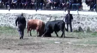 Sezonun İlk Boğa Güreşleri Sona Erdi