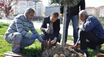 Ağaçlar ve Refüjler Bahara Hazırlanıyor