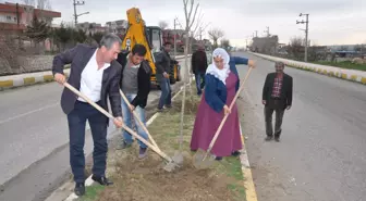 İkiköprü Beldesinde Ağaçlandırma Çalışmaları Başladı