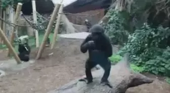 Yavru Gorilden Çok İlginç ve Komik Hareketler