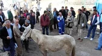 CHP'li Onur ile Haytap Üyeleri, Vurulan Katırlar İçin Şırnak'ta