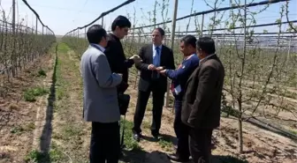 Niğde'de Elma ve Kirazda Artış Bekleniyor