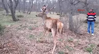 Afyonkarahisar Kızılören'de Bu Kez de Yaralı Bir Kızıl Geyik Bulundu