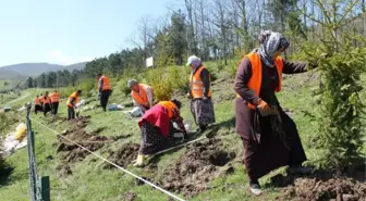 Düzce'de Cumhurbaşkanı Adına Hatıra Ormanı