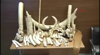 Ivory, Mors Tusk And Alligator Skin Captured İn Istanbul