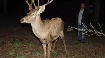 Kızılören'de Bu Kez de Yaralı Bir Kızıl Geyik Bulundu