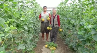 Türkiye'nin İlk Kavun Hasadı Silifke'de Başladı