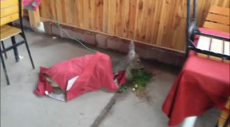 Köpekten Kaçarken Denize Düştü