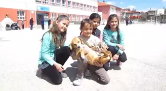 Afyonkarahisar Otomobil Çarpan Yaralı Köpeğe Çocuklar Sahip Çıktı