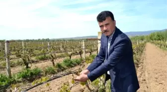 Manisa'daki Zirai Don Felaketi Üreticiyi Vurdu