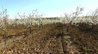 Tekirdağ Kirazı Bu Yıl Daha Kaliteli Olacak