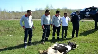 Ahırdan Kaçtı, Polis Yakalayıp Kesti