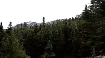 Kuzugöbeği Mantarı Vatandaşların Geçim Kaynağı