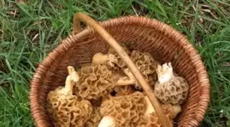 Kuzugöbeği Mantarı Vatandaşların Geçim Kaynağı