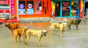 Osmancık'ta Sokak Köpekleri Korkutuyor