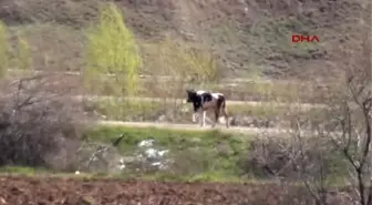 Sivas Ahırdan Kaçan İneği Polis Memuru Kesti