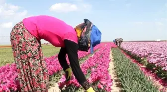 Türkiye'nin Laleleri Konya'da Yetişiyor