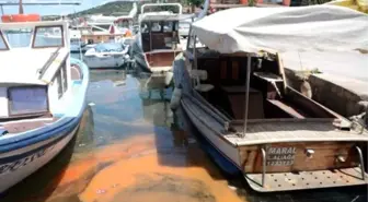 Denizdeki Turuncu Tabaka Kirlilik Değil 'Kırmızı Gelgit' Çıktı