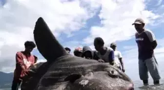Sahile Vuran Koca Ay Balığı İntihar Etti!