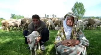 Vicdansız Hırsızlar 65 Koyunu Çaldı, Yaşlı Çift Gözyaşlarına Boğuldu