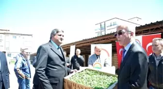 Çiftçilere Fide Dağıtımı Yapıldı