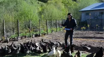 Suşehri'nde Organik Köy Yumurtası Çiftliği Kuruldu