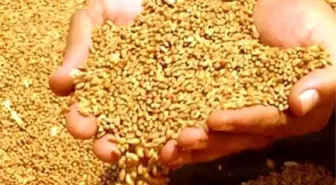 Tmo, Silopi'de Hububat Alımı Yapacak