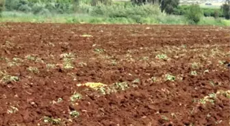 Patates Üreticisinde İthalat Endişesi