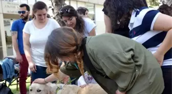 Terapist' Köpekler Sınav Stresini Ortadan Kaldırıyor